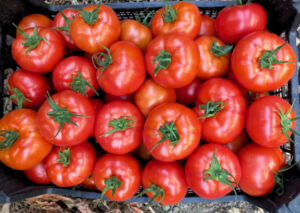 Tomato Archives - Turkey