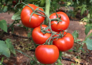 Tomato Archives - Turkey