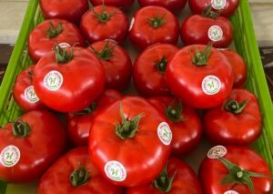 Tomato Archives - Turkey
